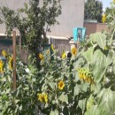 تماس بگیرید با ملکانا